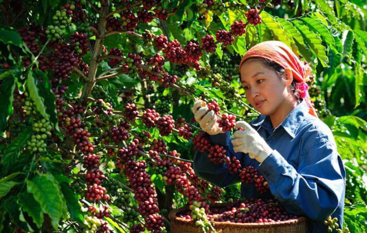 Vietnamese Coffee region